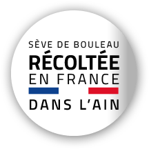 Sève de bouleau récoltée en France dans l'Ain